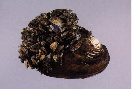 Good mussels, bad mussels, and environmental triage | Building Bridges